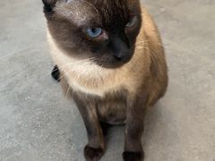 -飞行喵MR PILOT|猫舍·猫咖(静安大融城店)
