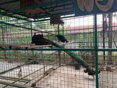 -瑞丽独树成林风景区