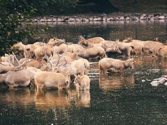 -北京麋鹿生态实验中心