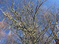 -叠溪松坪沟景区