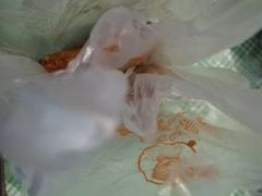 -潘大师炸鸡腿(莱蒙店)