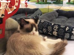 -COLOR PETS 撸猫馆·购猫·猫咖(长风大悦城店)