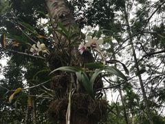 -呀诺达热带雨林