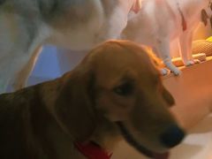 -Husky Go! 哈士奇体验馆·宠物咖啡厅狗咖