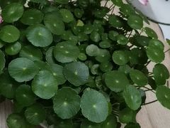 -曲阳花鸟市场(曲阳路店)