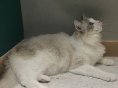 -飞行喵MR PILOT|猫舍·猫咖(静安大融城店)