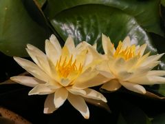 -茅家埠