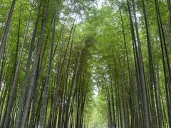 -树山生态村