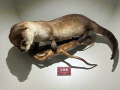 -陕西自然博物馆