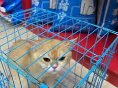 -瑞派旺宝宠物医院·犬猫全科综合·尿道专科(莲兴院)