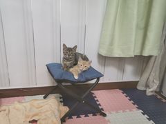 -艾贝尔宠物医院·24H转诊中心·肿瘤猫专科(江宁双龙店)