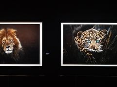 -罗红摄影艺术馆