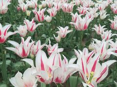 -洛阳郁金香牡丹园