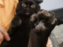 -猫尾侦探俱乐部·剧本杀·狼人杀