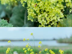 -宁波杭州湾国家湿地公园