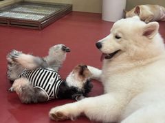 -和它·交个朋友·狗咖猫咖(爱琴海店)
