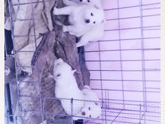 -喵百万·布偶·蓝金金渐层英短·猫舍(百子湾店)