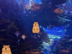 -迪拜帆船酒店海底餐厅