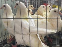 -细村农贸综合市场
