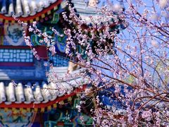 -颐和园