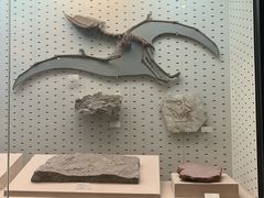 -浙江自然博物院(杭州馆)