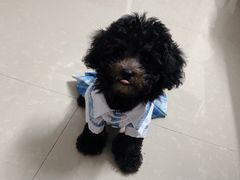 -翊宠yipet猫狗购宠庄园犬舍•猫舍