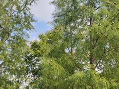 -云溪植物园