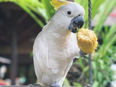 -Warung Babi Guling Ibu Oka 3