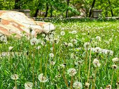 -大连天门山国家森林公园