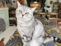 -平行世界·猫咖(首经贸店)