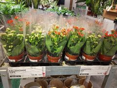 -宜家家居(哈尔滨商场店)