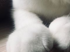 -Meowの猫咖(万家丽店)