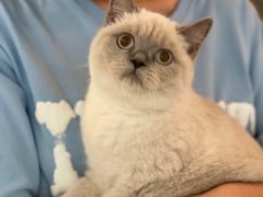 -猫大福·Fortune Cat猫舍(百子湾店)