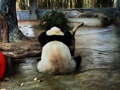 -海南热带野生动植物园