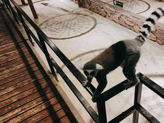 -绿色星球动物主题公园