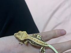 -酷以爬仙阁实体爬宠店·守宫·蜥蜴·专业繁育