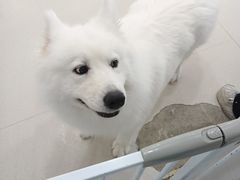 -共舞时光猫咖·狗咖(新街口店)