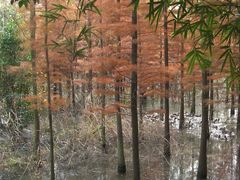 -溱湖国家湿地公园