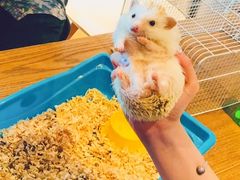 -藦茜花园宠物主题亲子互动体验馆(国顺东路店)