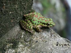 -龙湾潭国家森林公园