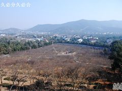 -香雪海