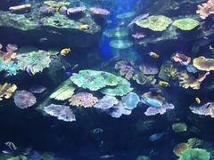 -暹罗海洋世界