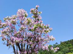 -广州市帽峰山景区
