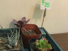 -田记宫廷奶酪