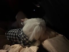 -唐小姐の猫狗洗护·购宠旗舰店(周浦万达店)