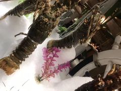 -海玥荟海鲜姿造自助餐厅(欧罗巴广场店)