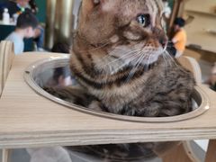 -飞行喵MR PILOT|猫舍·猫咖(静安大融城店)