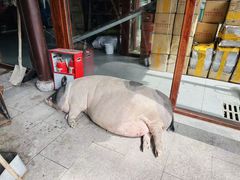 -小小饭店·休闲农庄·安吉松树林里的农家菜