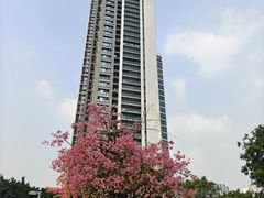 -深圳湾木棉花酒店