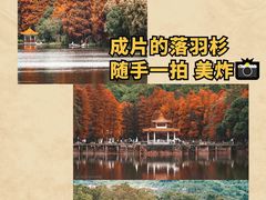 -深圳仙湖植物园